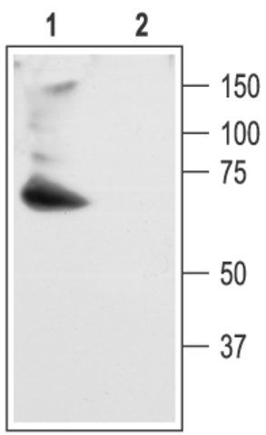 Anti-Potassium Channel K<sub>v</sub>4.2 (Shal1; RK5; Kcnd2) antibody produced in rabbit