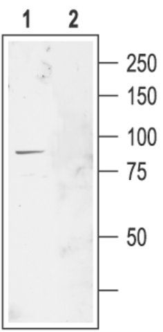 Anti-Chloride Channel-2 (CLC-2, Clcn2) antibody produced in rabbit