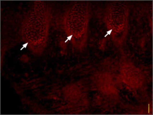 Anti-Sodium Channel, Brain Type III antibody produced in rabbit