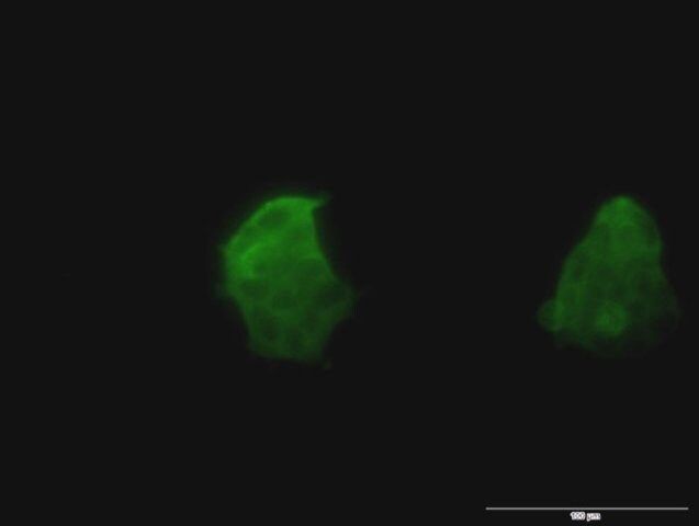 Monoclonal Anti-TSPAN8 antibody produced in mouse