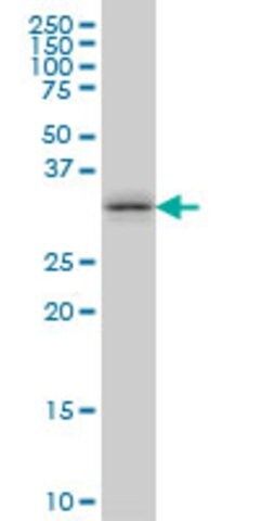 Monoclonal Anti-TSSK6 antibody produced in mouse