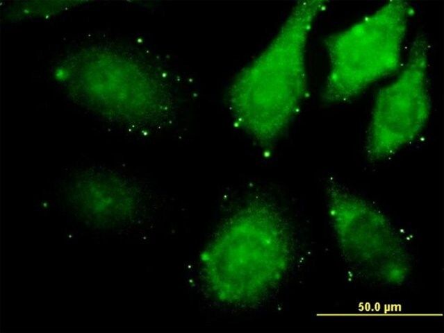 Monoclonal Anti-ZAK antibody produced in mouse