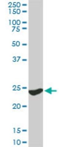 Monoclonal Anti-YWHAG antibody produced in mouse