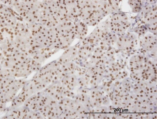 Monoclonal Anti-XRCC5 antibody produced in mouse