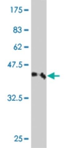 Monoclonal Anti-ZSCAN1 antibody produced in mouse