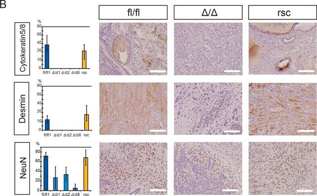 Monoclonal Anti-Desmin antibody produced in mouse