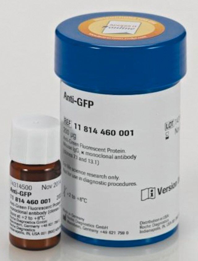 Anti-GFP