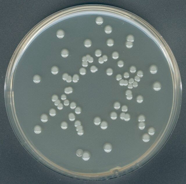 Plate Count Agar