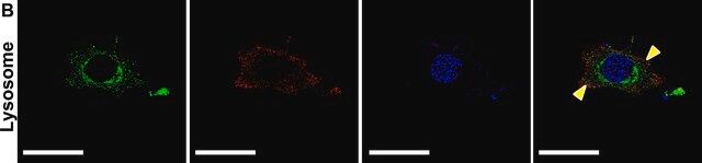 Anti-LAMP2 antibody produced in rabbit