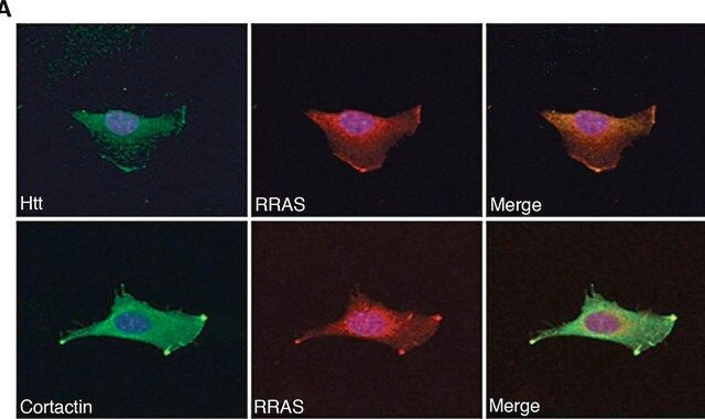 Anti-Huntingtin (N-terminal) antibody produced in rabbit