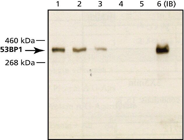 Anti-53BP1 (C-terminal) antibody produced in rabbit