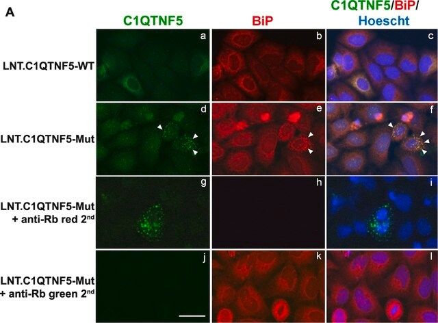 Anti-GRP78/BiP (GL-19) antibody produced in rabbit