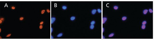 Anti-HMGB1 (HMG1) (N-terminal) antibody produced in rabbit