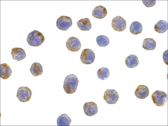 Anti-LAMP-2 antibody produced in rabbit