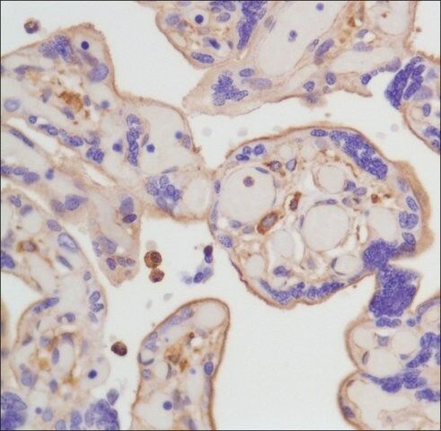 Anti-beta-Actin antibody, Rabbit monoclonal
