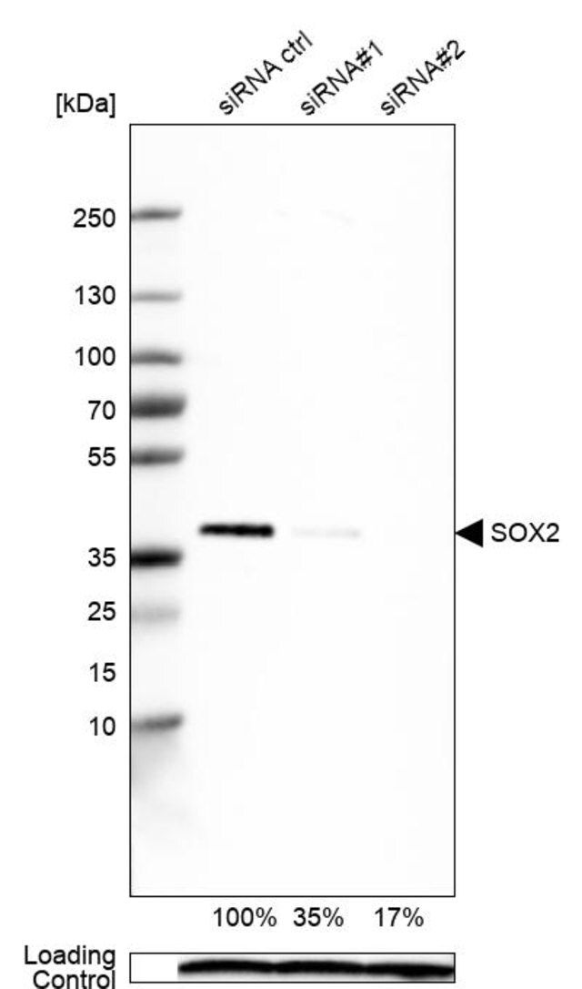 Monoclonal Anti-SOX2 antibody produced in mouse