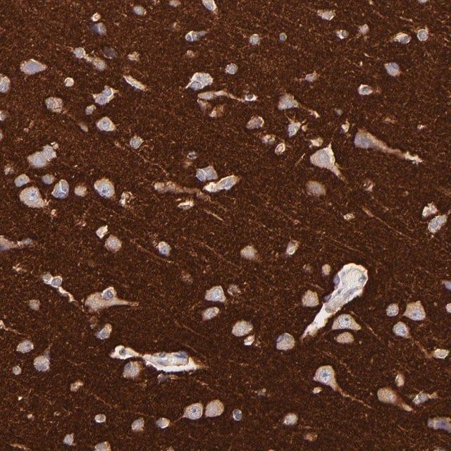 Anti-RAB3A antibody produced in rabbit