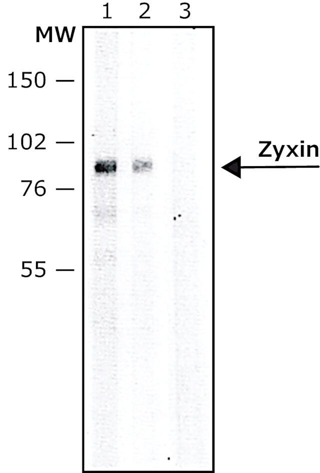 Anti-Zyxin antibody produced in rabbit