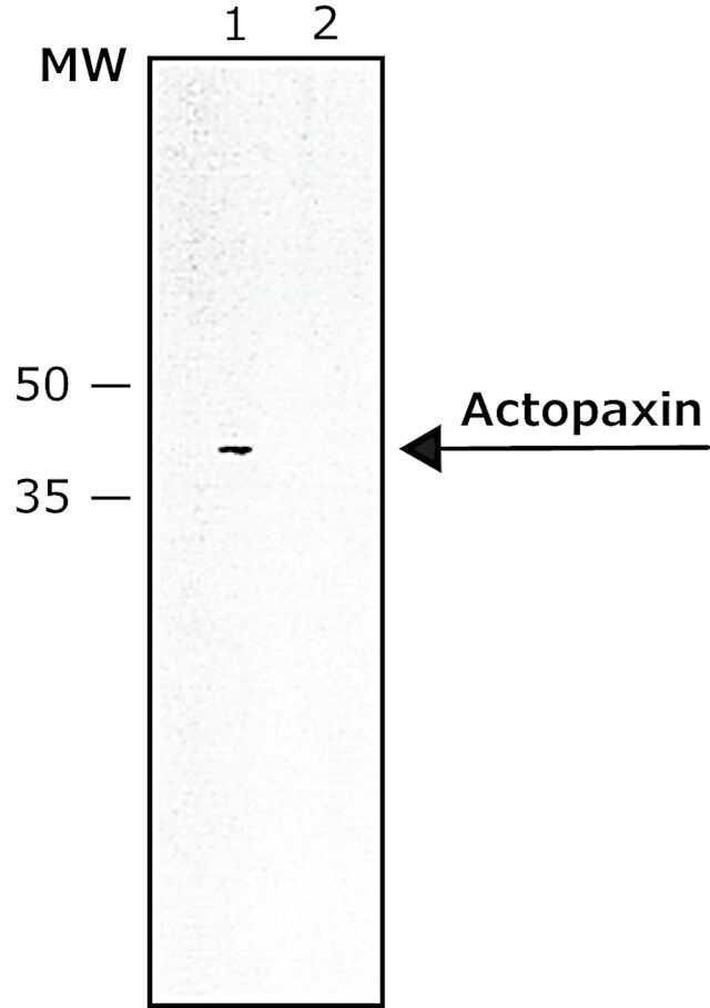 Anti-Actopaxin antibody produced in rabbit