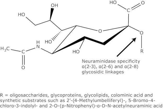 Neuraminidase from <i>Clostridium perfringens (C. welchii)</i>