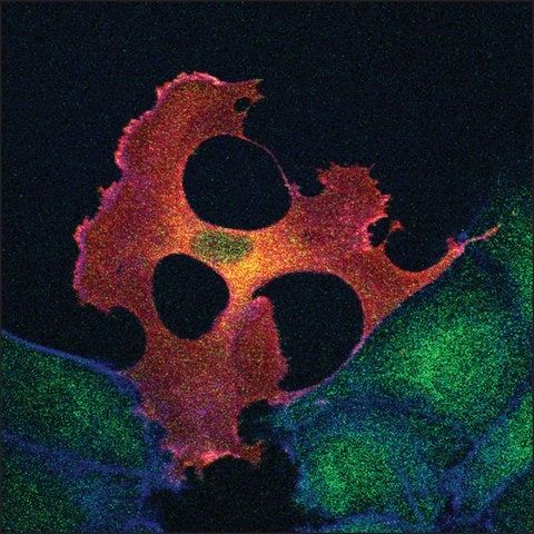Monoclonal ANTI-FLAG<sup>®</sup> M2 antibody produced in mouse