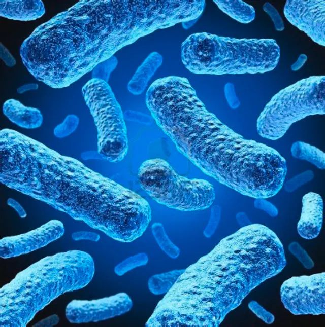 NovaBlue Singles Competent Cells-Novagen