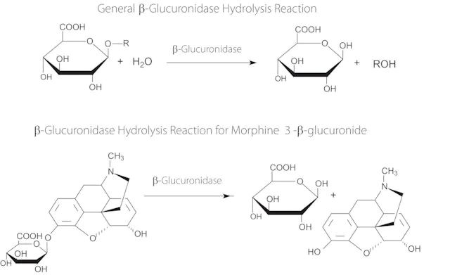 β-Glucuronidase from <i>Helix aspersa</i> (garden snail)