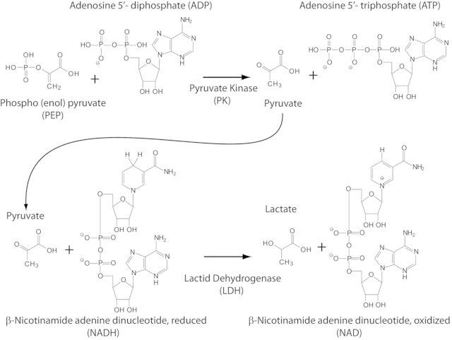 Pyruvate Kinase/Lactic Dehydrogenase enzymes from rabbit muscle