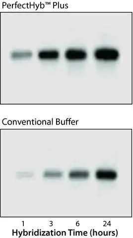 PerfectHyb<sup>TM</sup> Plus Hybridization Buffer