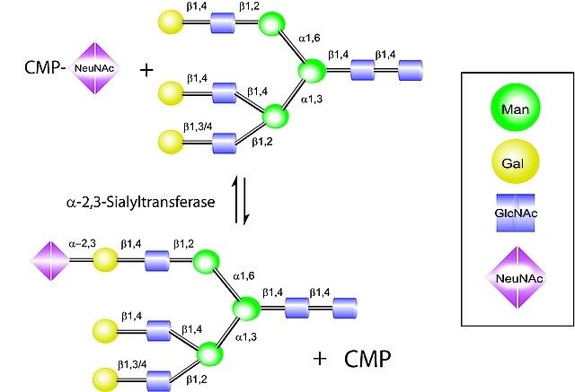 Cytidine-5′-monophospho-N-acetylneuraminic acid sodium salt