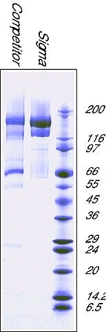 α<sub>2</sub>-Macroglobulin from human plasma