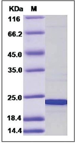 CIRBP/Cold-inducible RNA-binding protein human