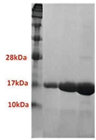 BrdT (257-382) human