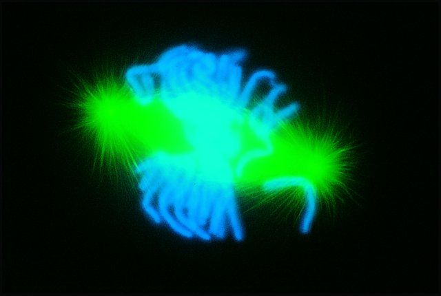 Anti-Mouse IgG (whole molecule)–FITC antibody produced in goat
