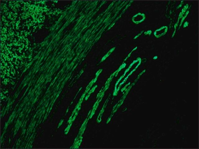Anti-Mouse IgG (whole molecule)-FITC antibody produced in rabbit