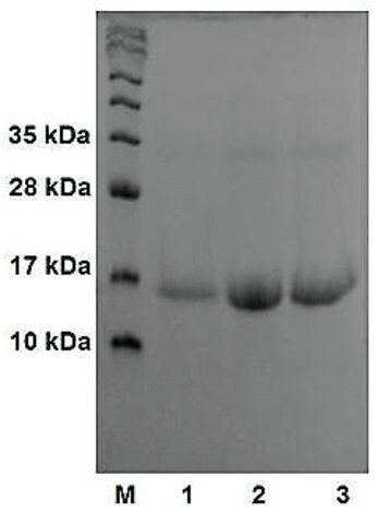 Sushi Peptide S3