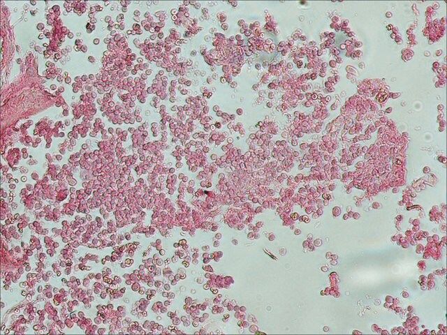 Anti-Rat IgG (whole molecule)–Alkaline Phosphatase antibody produced in rabbit