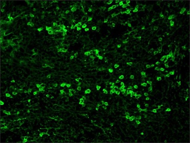 Anti-Rabbit IgG (whole molecule)–FITC antibody produced in goat