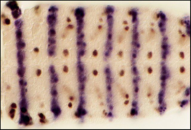 Anti-Mouse IgG (Fc specific)–Alkaline Phosphatase antibody produced in goat
