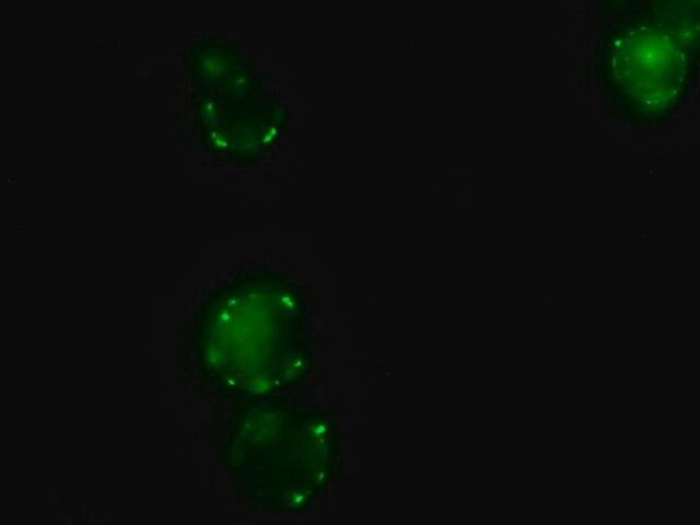Anti-Pig IgG (whole molecule)-FITC antibody produced in rabbit