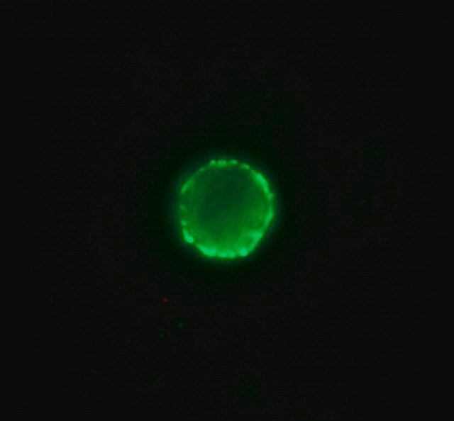 Anti-Pig IgG (whole molecule)-FITC antibody produced in rabbit