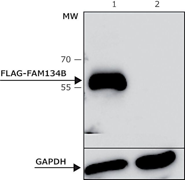 ANTI-FLAG<sup>®</sup> M2 antibody, Bioreactor grade, Mouse monoclonal