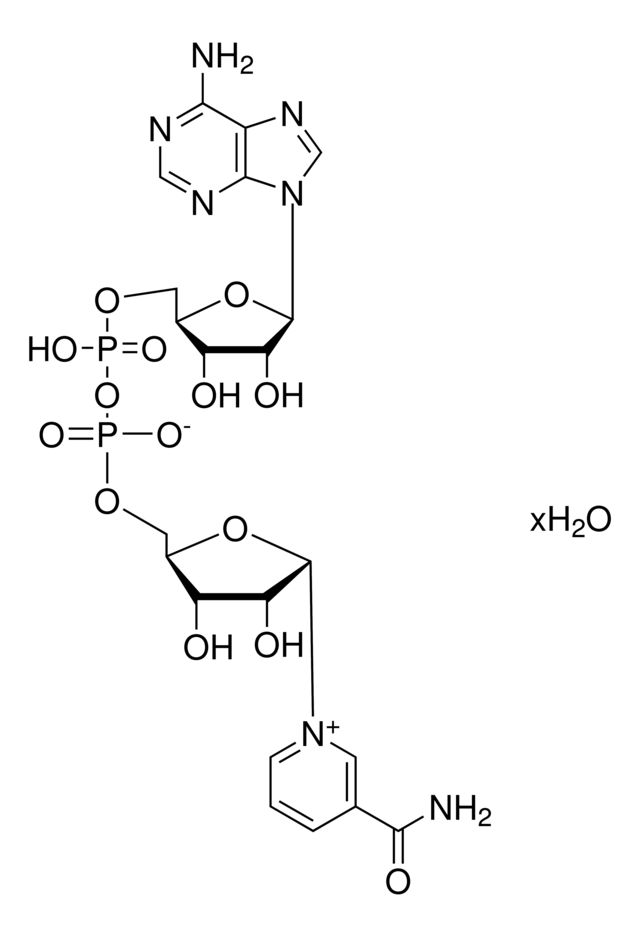 β-Nicotinamide adenine dinucleotide hydrate