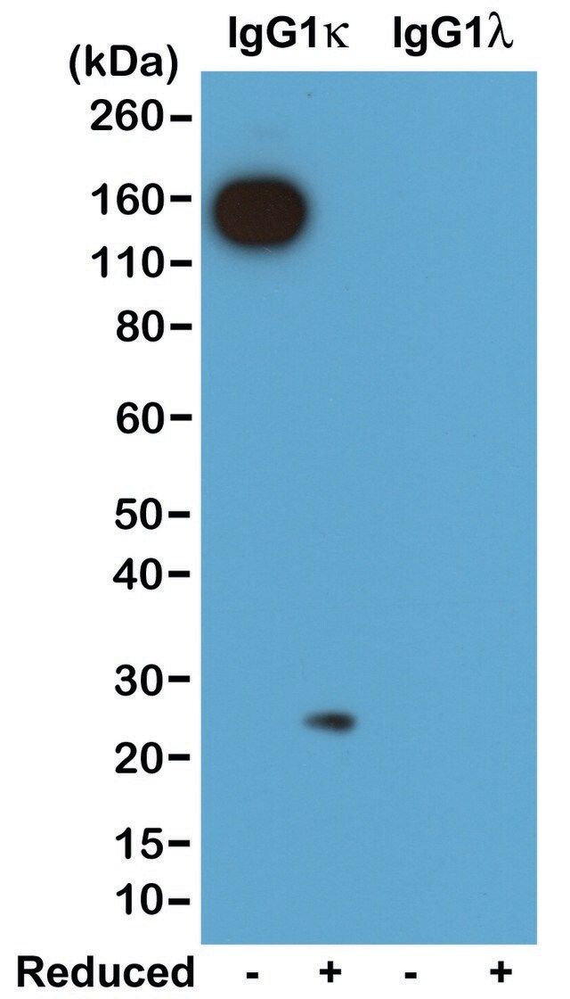 Anti-Mouse Ig Kappa Light Chain antibody, Rabbit monoclonal
