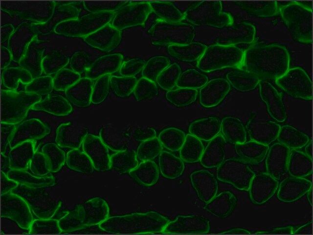 Anti-Laminin-2 (α-2 Chain) antibody, Rat monoclonal