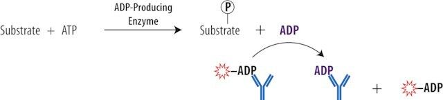 Transcreener<sup>®</sup> ADP<sup>2</sup> FP Assay