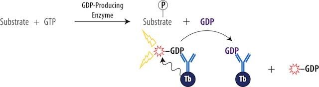 Transcreener<sup>®</sup> GDP TR-FRET Assay