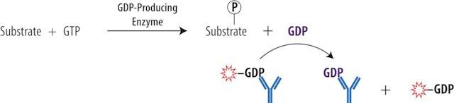 Transcreener<sup>®</sup> GDP FP Assay