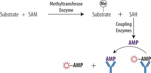 Transcreener<sup>®</sup> EPIGEN Methyltransferase Assay