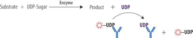 Transcreener<sup>®</sup> UDP<sup>2</sup> FP Assay